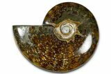 Polished Ammonite (Cleoniceras) Fossil - Madagascar #365021-1